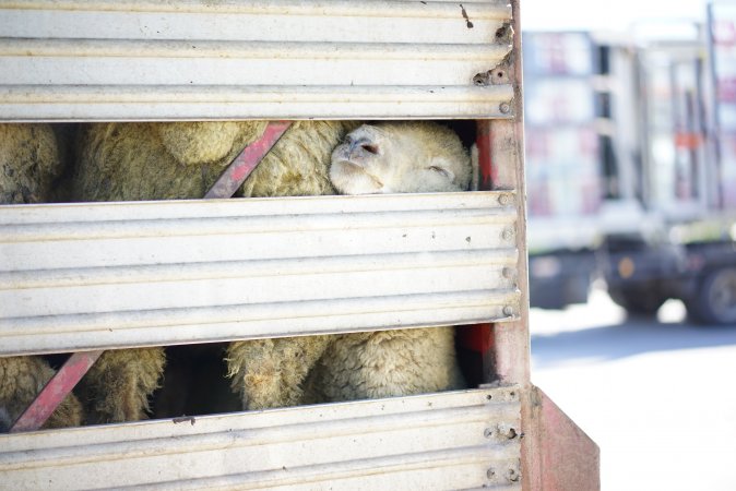 Sheep in transport truck