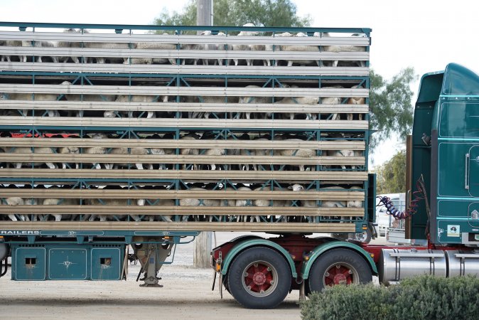 Sheep in transport truck