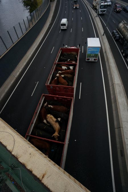 Cattle in truck on highway