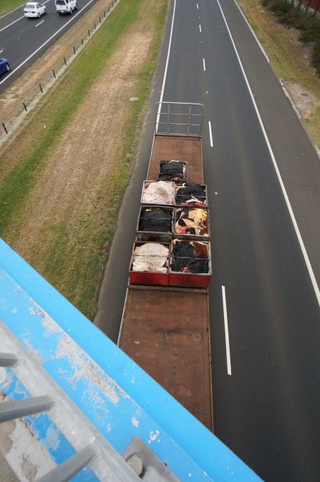 Cow skins in truck on highway