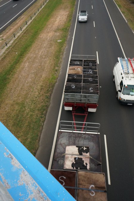 Cow skins on truck
