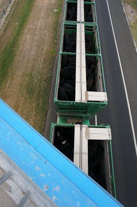 Cattle truck on highway