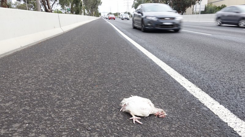 Dead broiler chicken on side of highway
