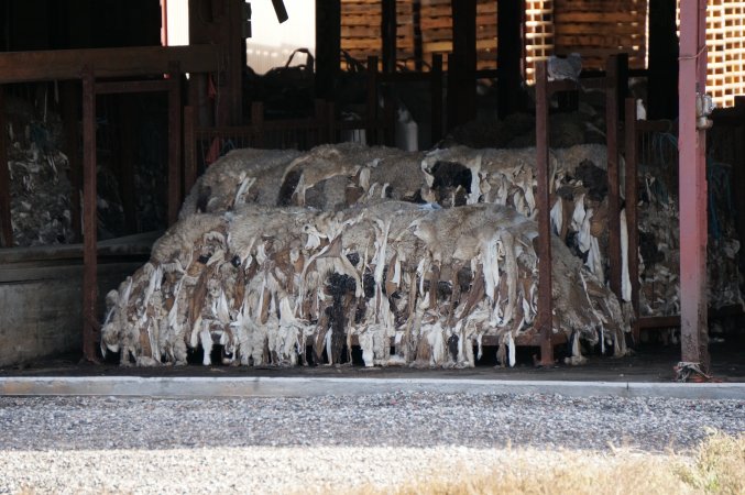 Pallets of sheep skins