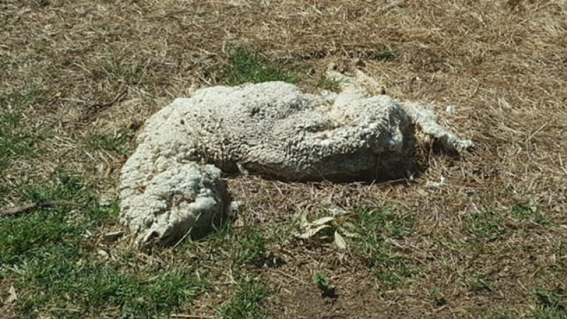 Dead Sheep