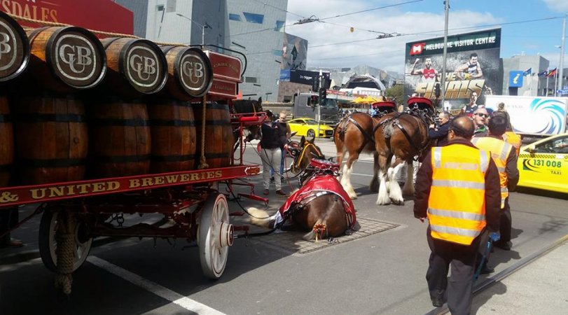 Horse Drawn Carriages in Melbourne