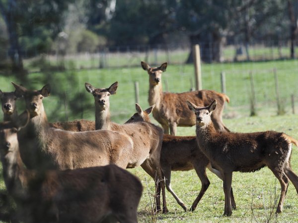 Red Deer on a farm in North-East Victoria