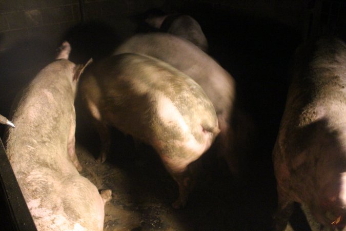 Sows living in filthy conditions