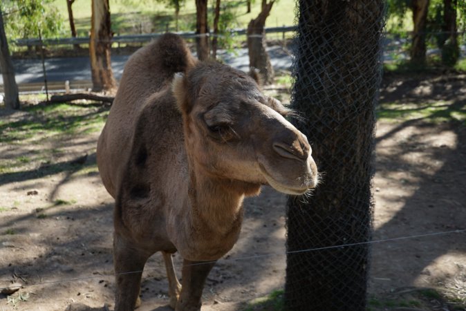 Camel at Gorge Wildlife Park