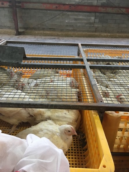 Broilers in crates