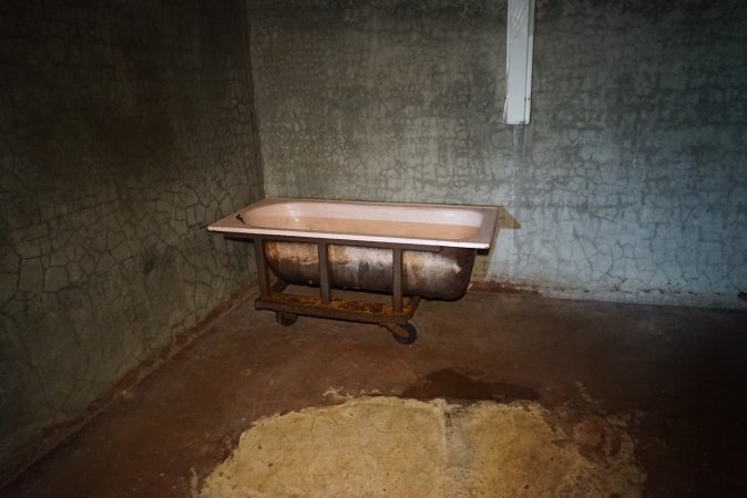 Bathtub used as scalding tank - Snowtown Abattoir