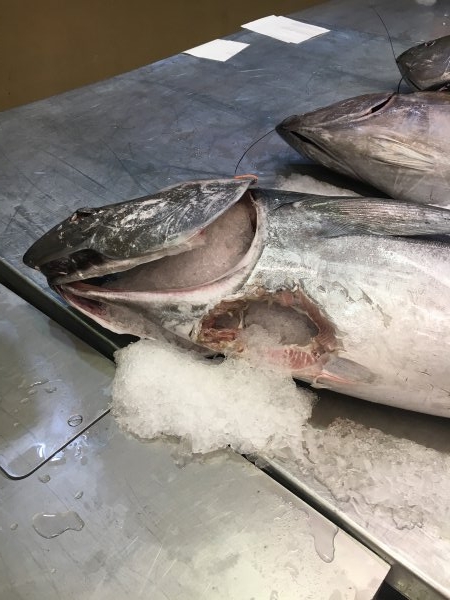 Shark bite on tuna