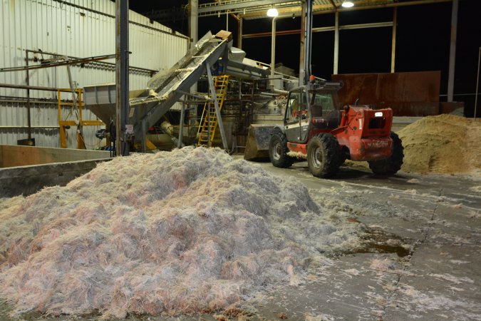 Pile of broiler feathers and feet outside rendering plant