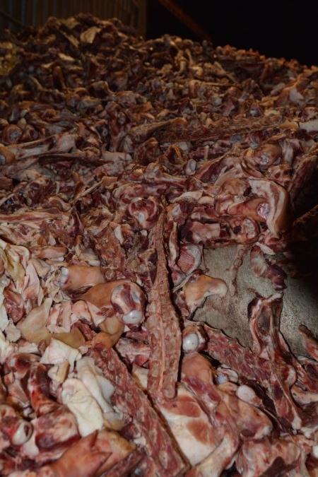 Pile of bones and bodies outside rendering plant