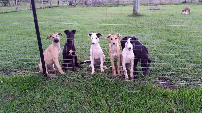 Racing Greyhound Puppies