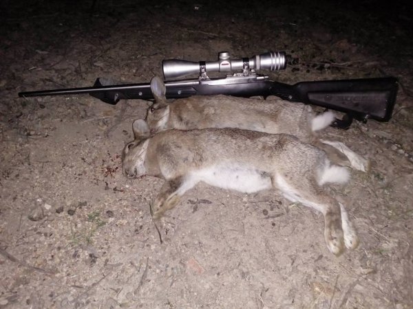 Wild Rabbits with Gun