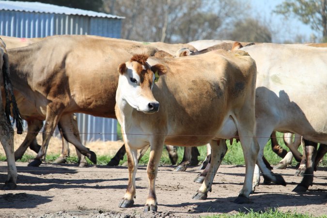 Dairy Cow at Caldermeade