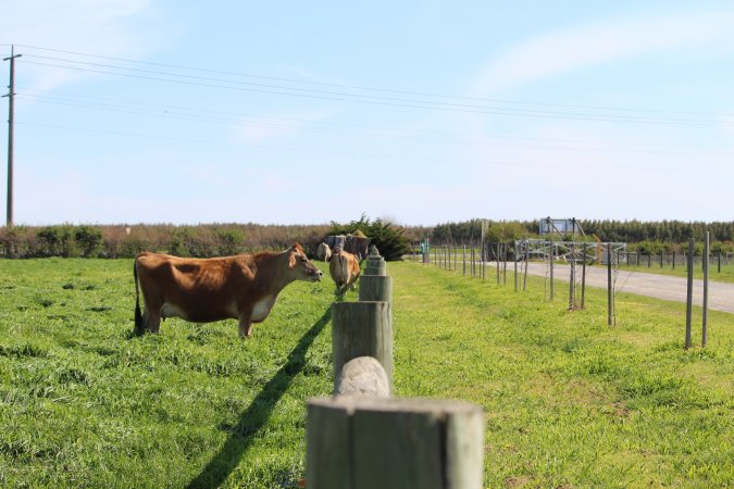 Dairy Cow at Caldermeade