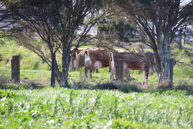 Paddock of pregnant dairy cows at caldermeade