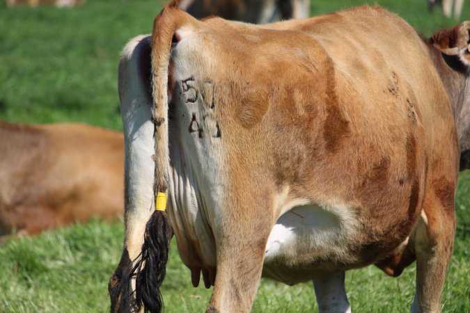 Branding on a dairy cow at caldermeade