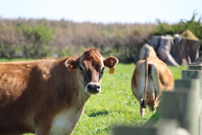 Dairy Cow at Caldermeade