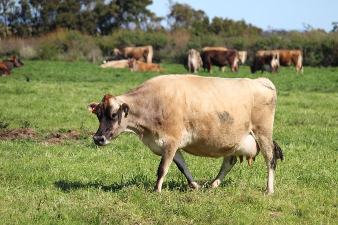 Dairy Cow at Caldermeade