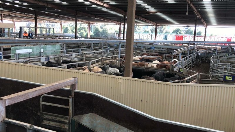 Pakenham Saleyards (Victorian Livestock Exchange)