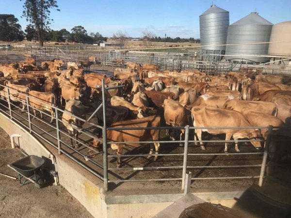 Milking Herd at Caldermeade