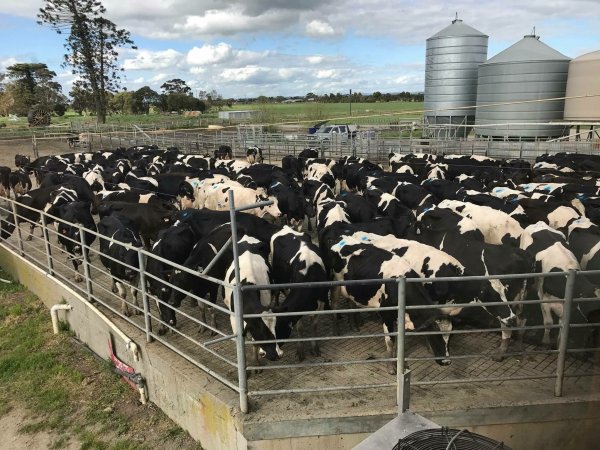 Milking Herd at Caldermeade