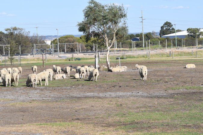 Sheep waiting to be killed