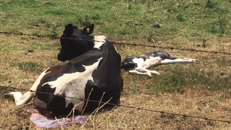 Mother cow baking in sun, unable to get up with dead calf in front of her