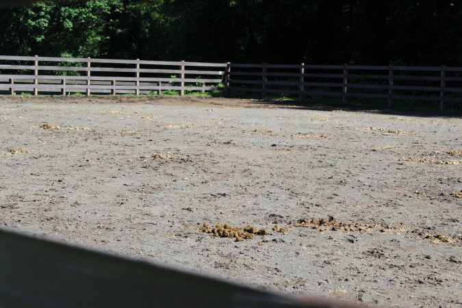 Watchung Stables