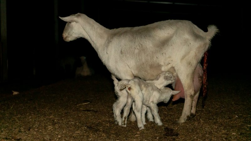Mother goat with newborn kids