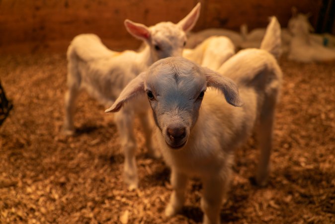 Female goat kids