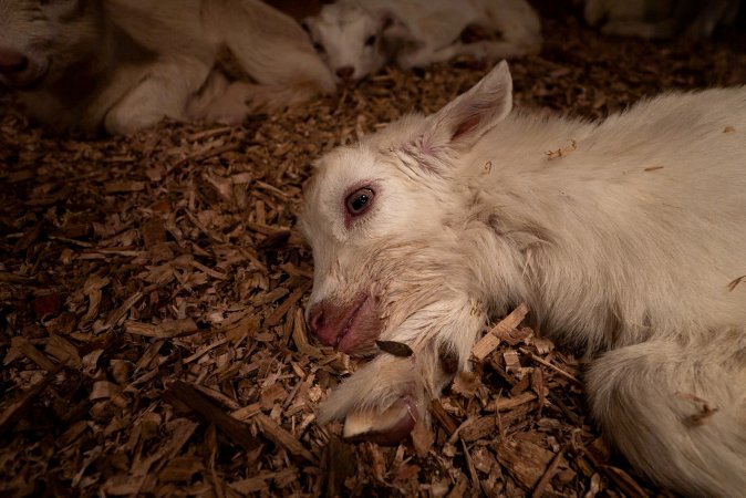 Dying female goat kid