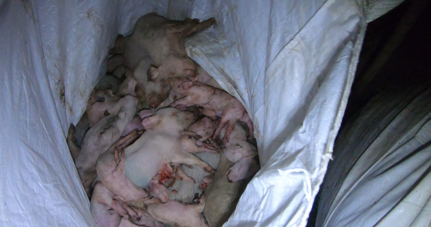 Bag of dead piglets