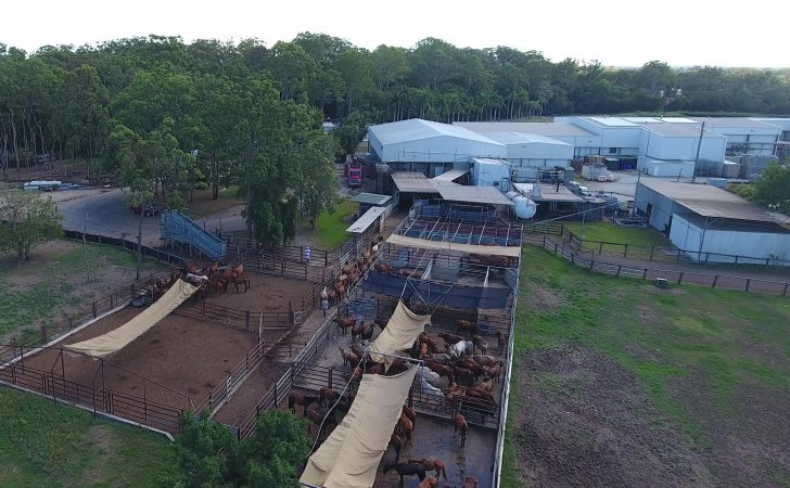 Aerial view of horses in holding pens at Meramist abattoir, Caboolture