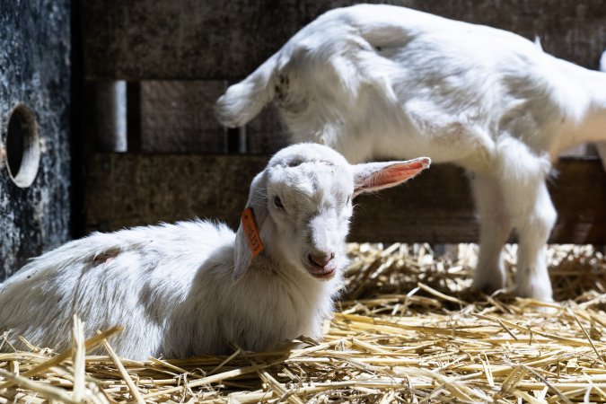 Female baby goats after disbudding