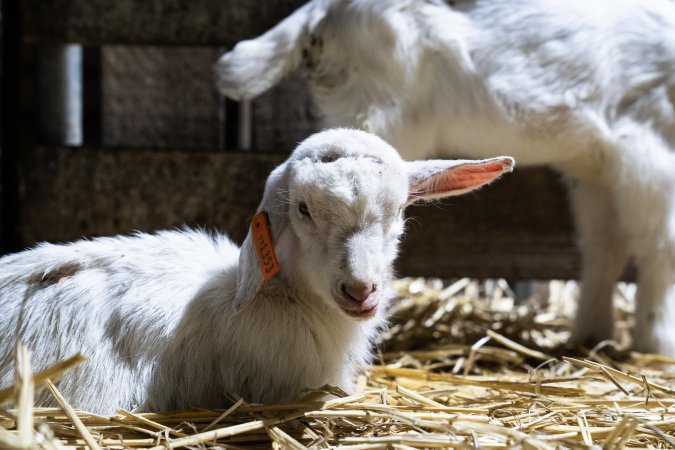Female baby goats after disbudding