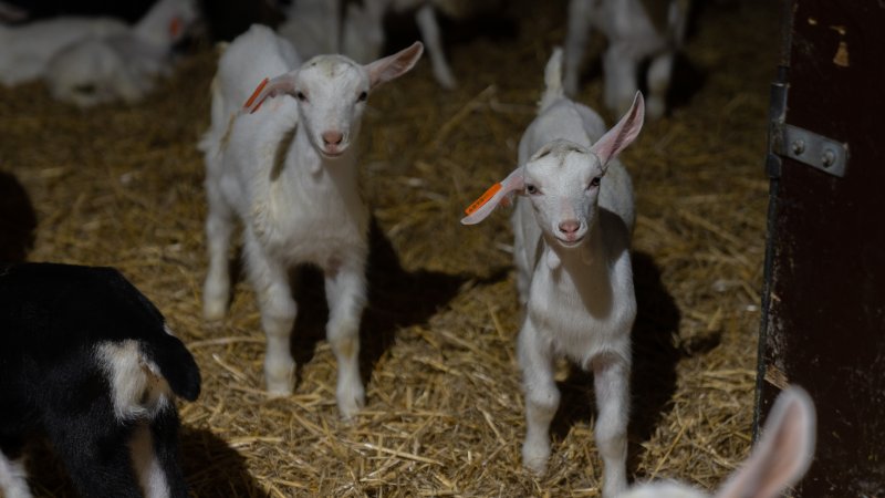 Female baby goats