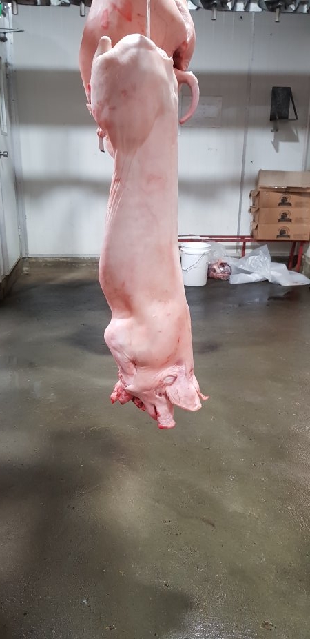 Pig carcass hanging