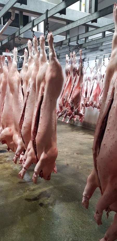 Pig carcasses hanging in chiller room