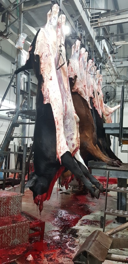 Slaughtered cows hanging