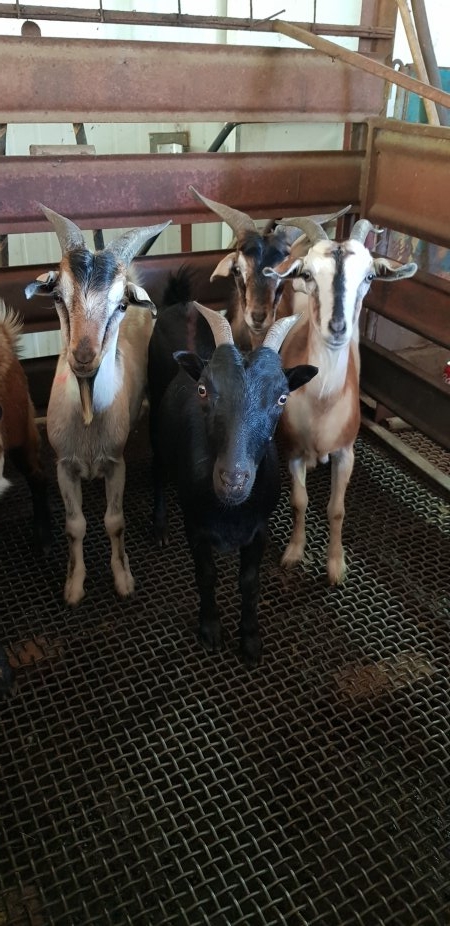 Goats in holding pen