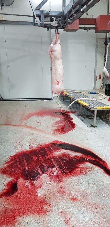 Bloody floor with pig carcass hanging