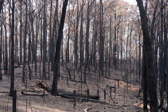 Aftermath of Victorian Bushfires 2019-20