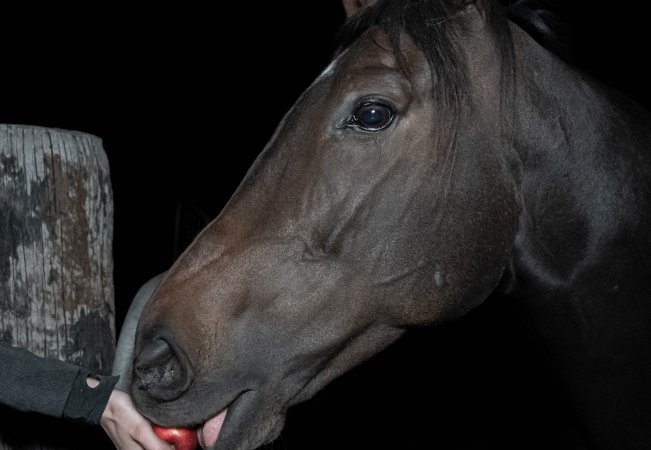 Horse in holding pen eating apple
