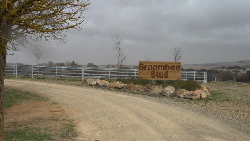 Sign - Broombee Stud