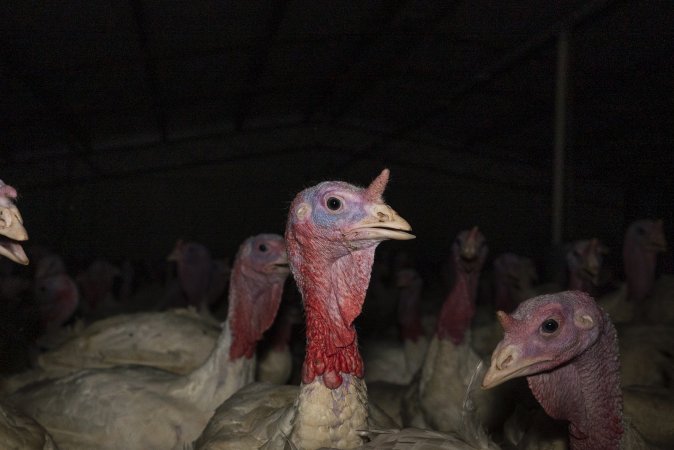 Turkeys in shed