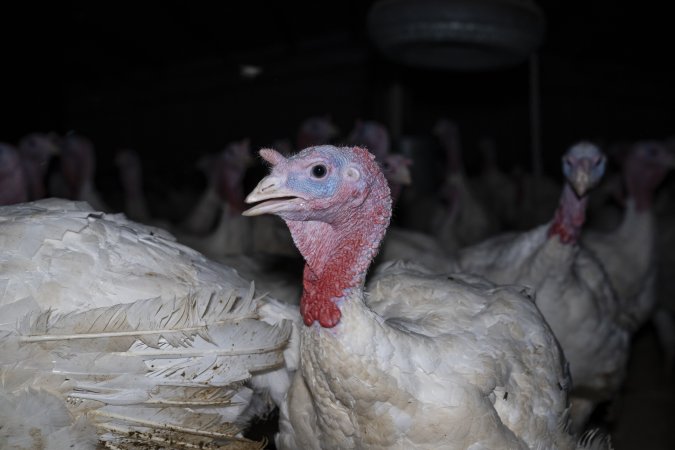 Turkey close to slaughter age